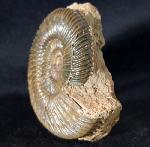 Parkinsonia parkinsoni (SOWERBY 1821) - Bild &copy; FossNet FossilienStore